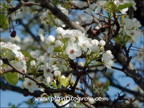 Callery Pear Chanticleer (Pyrus calleryana)